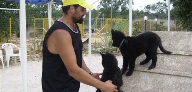 Cani randagi, ecco le regole per non rischiare