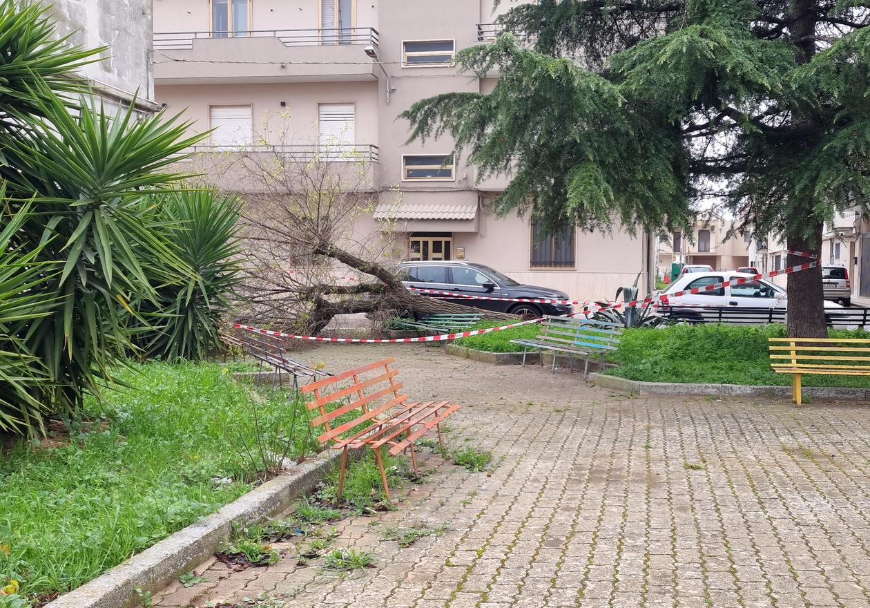 Maltempo ad Acquaviva delle Fonti: Albero Crolla in Piazza Tatarella, Nessun Ferito