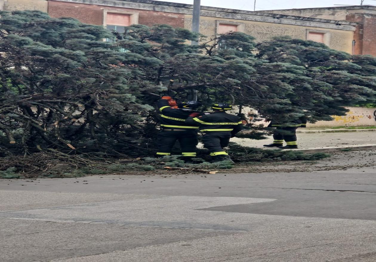 Tempestivo intervento previene pericolo: albero crolla in sicurezza grazie alla segnalazione di una cittadina