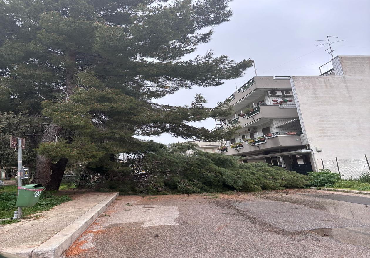 Maltempo ad Acquaviva: albero crolla sul piazzale Santa Maria Teresa di Calcutta