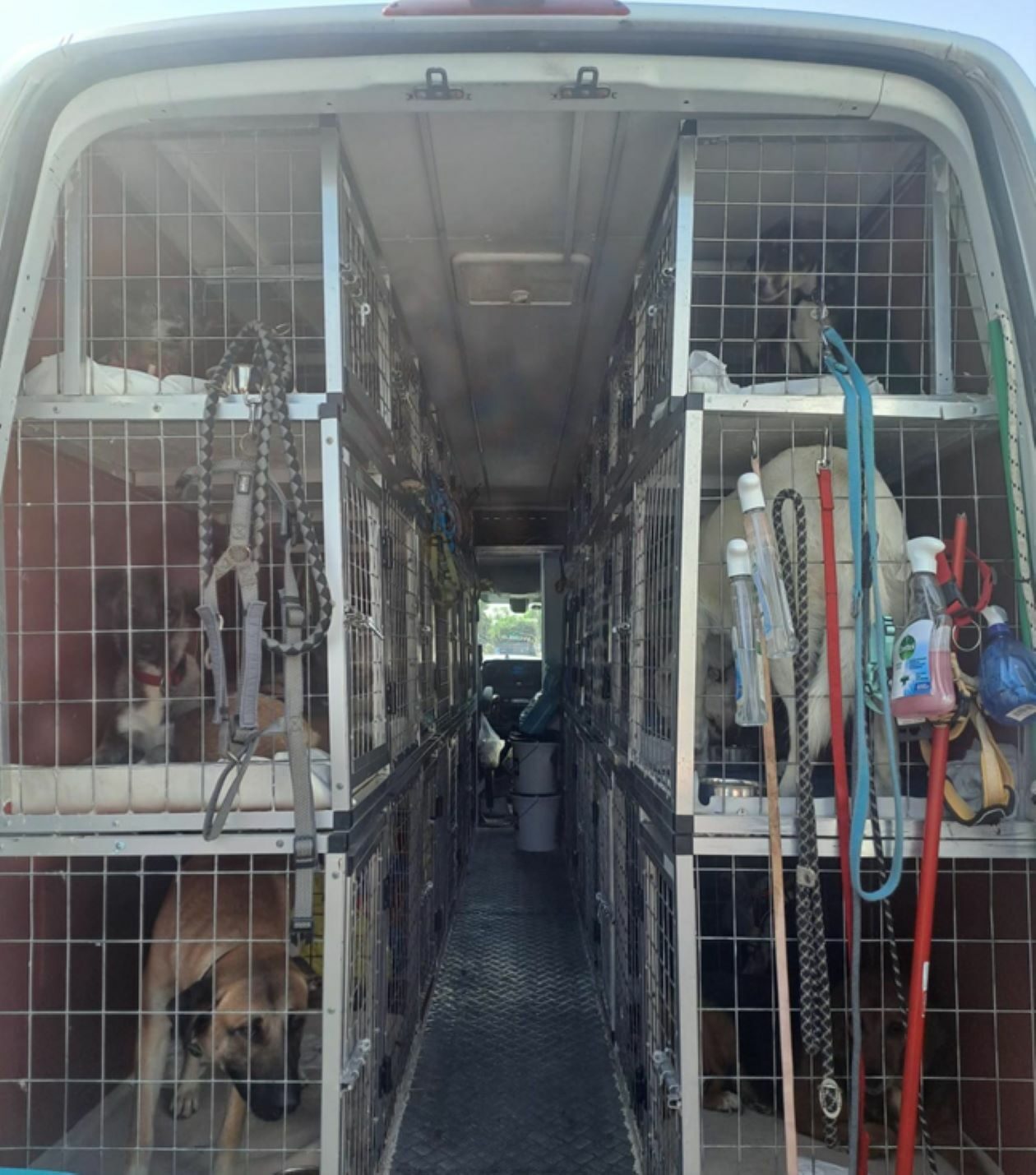 La Polizia di Stato di Bari rintraccia 46 cuccioli di cane