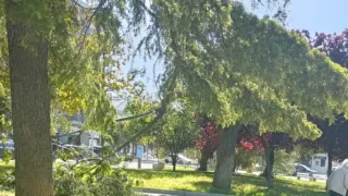 Acquaviva, grosso ramo cade in Piazza Garibaldi: paura nel cuore della città, torna il tema della sicurezza del verde urbano
