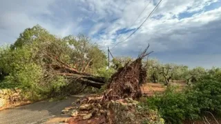 Maltempo in Puglia, grandine e nubifragi colpiscono l’uva da tavola: danni nelle campagne